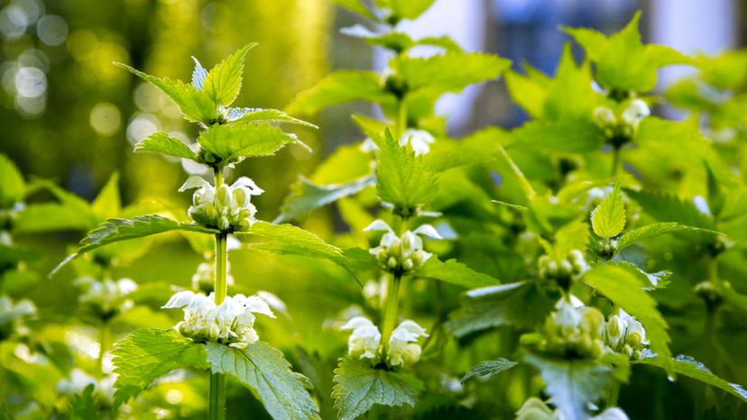 Stinging Nettles