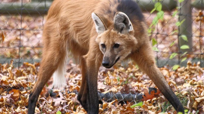 1-Maned Wolf