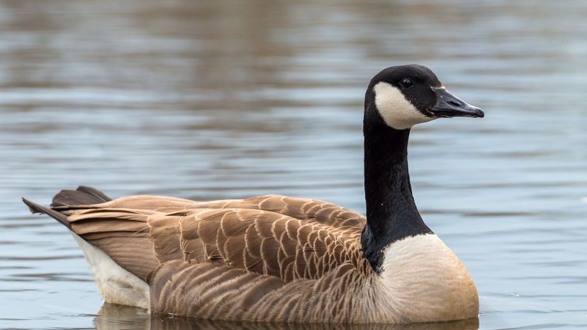 Canada Goose