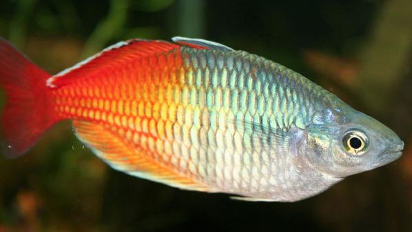 Red rainbowfish