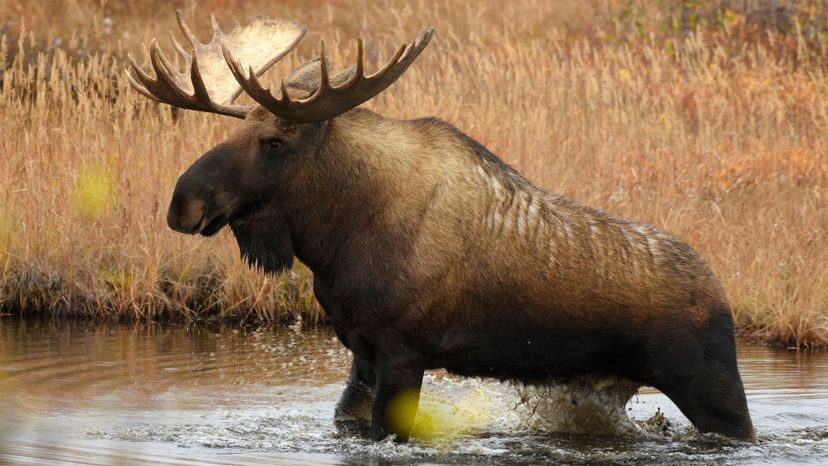 Alaskan moose