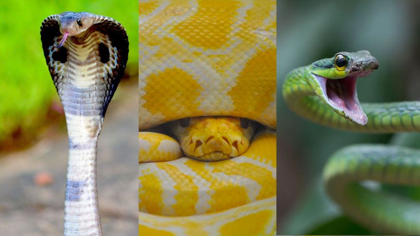 Can You Pass This Super-Tough Snake Identification Quiz?