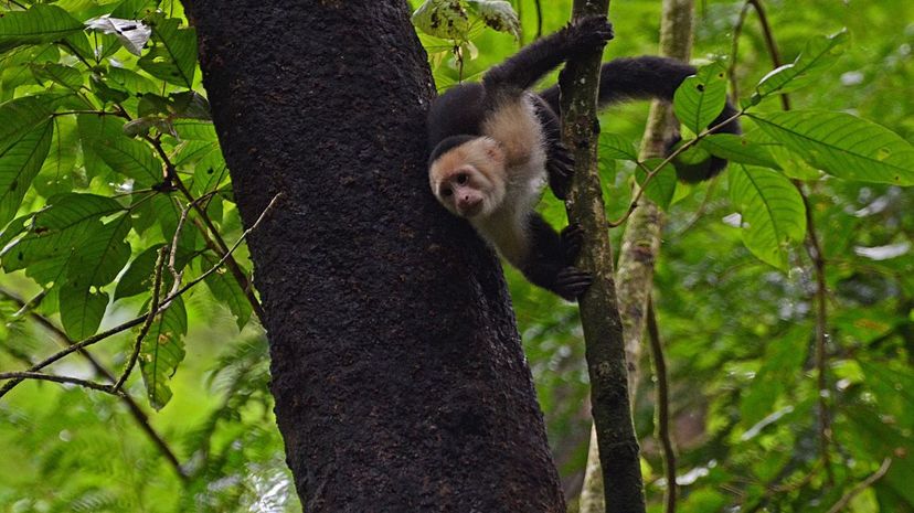 White-fronted capuchin