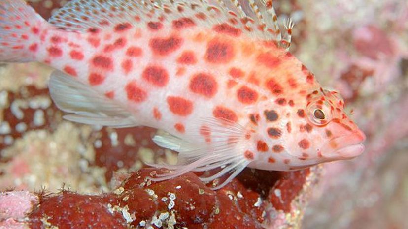 Hawkfish