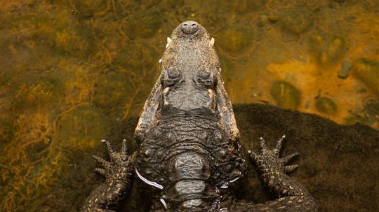 The Ultimate Crocodile and Alligator Quiz