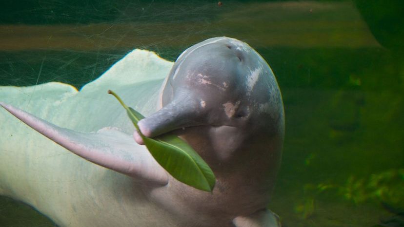 Amazon River Dolphin