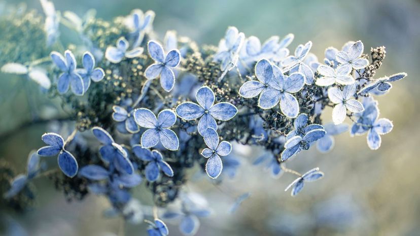 Hydrangea