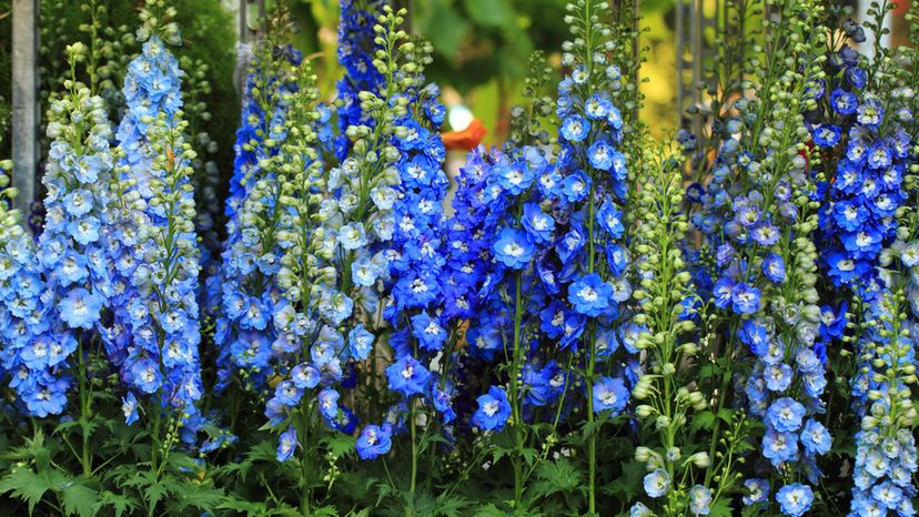 Delphinium