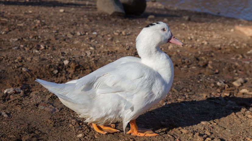 White duck