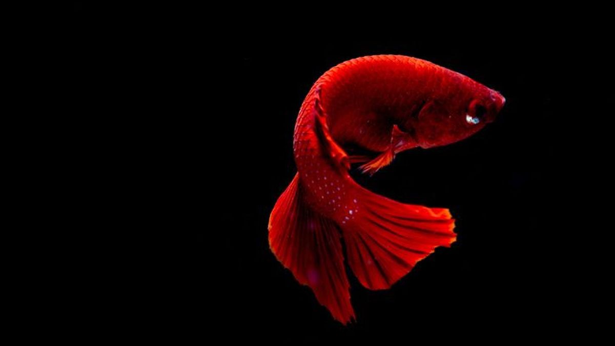 Freshwater Fish Identification Quiz Zoo