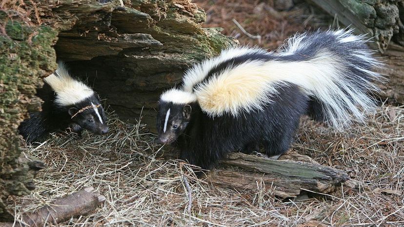 Skunk