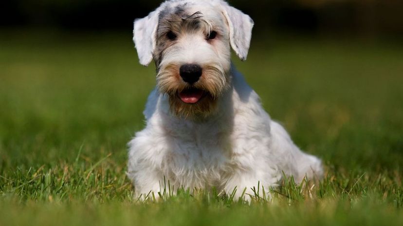 Sealyham Terrier