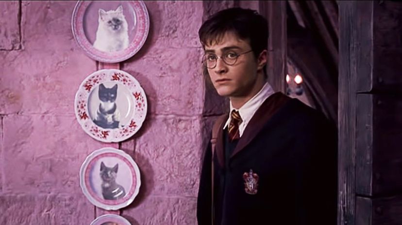 5_Harry-Potter-Cats-Background