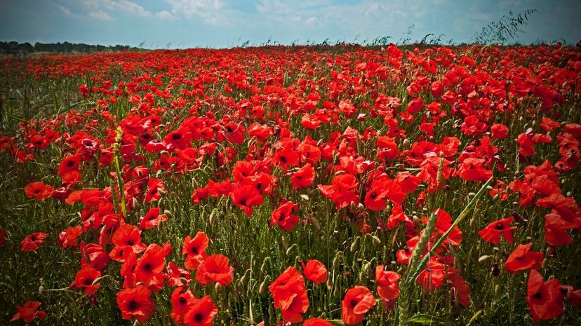 Poppy flowers