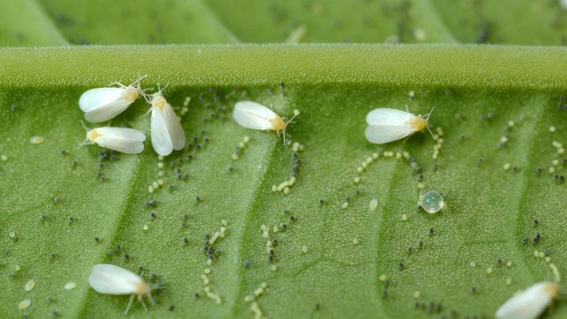 whitefly