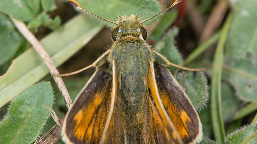 Silver-spotted Skipper