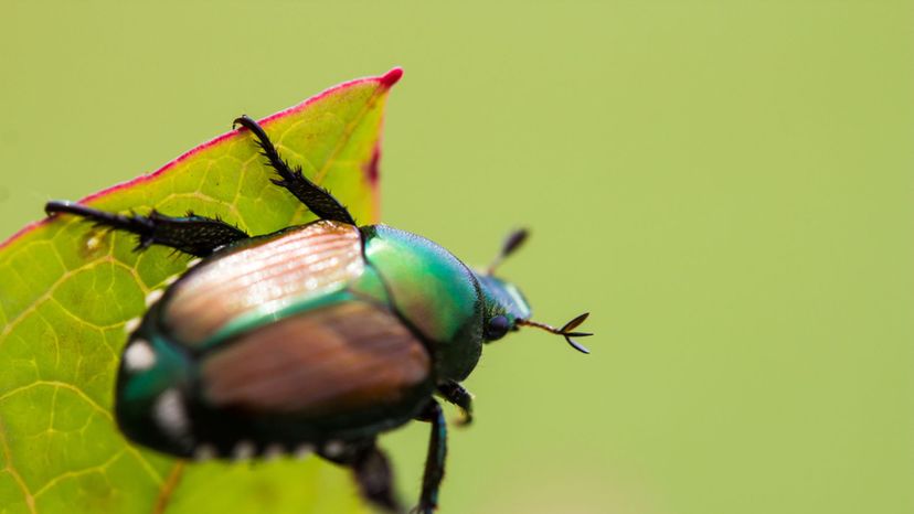 Japanese Beetle