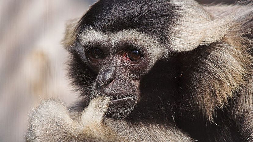 Pileated_Gibbon