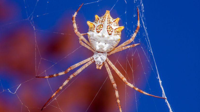 Silver Garden Spider