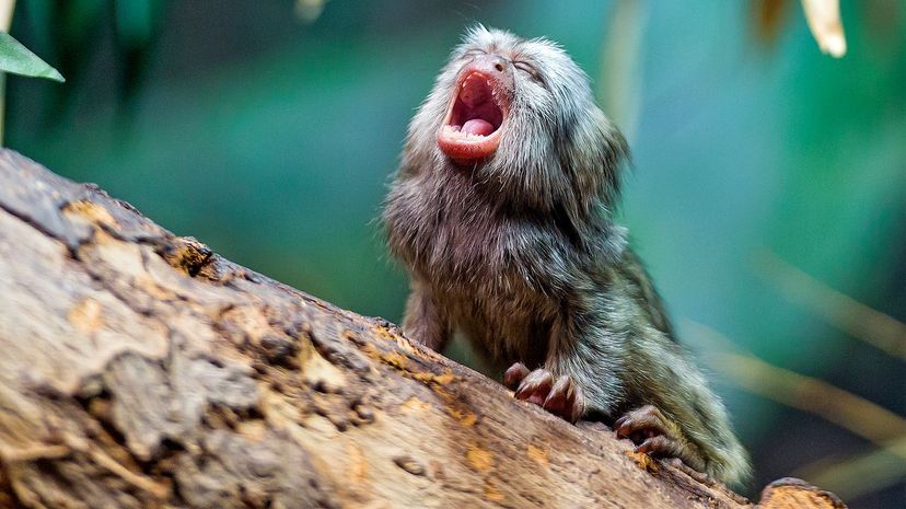 Marmoset