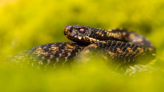 Can You Identify These European Snakes?