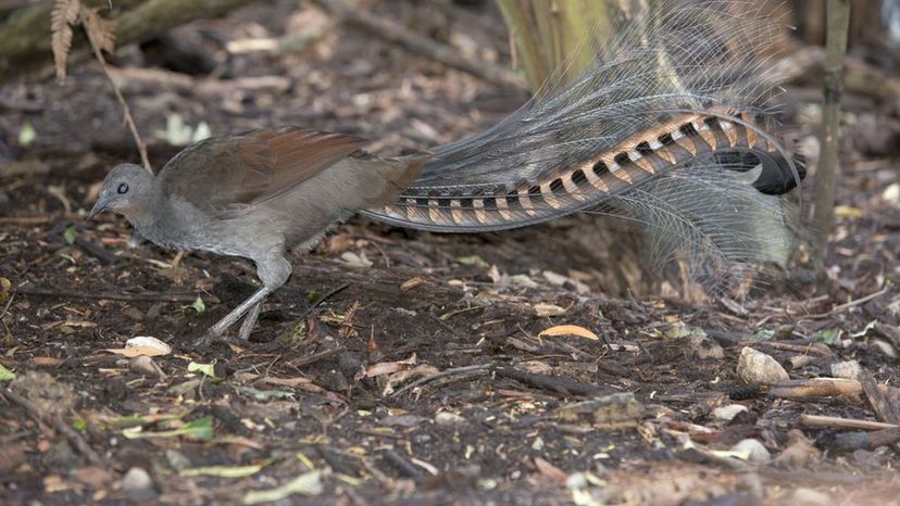 Lyrebird