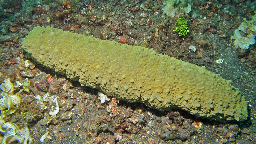 13 Sea cucumbers