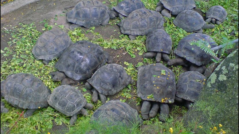 Q 28 Aldabra tortoise