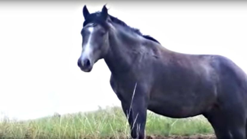 Nakota Horse