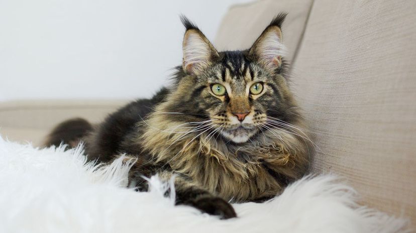 1 Maine Coon cat