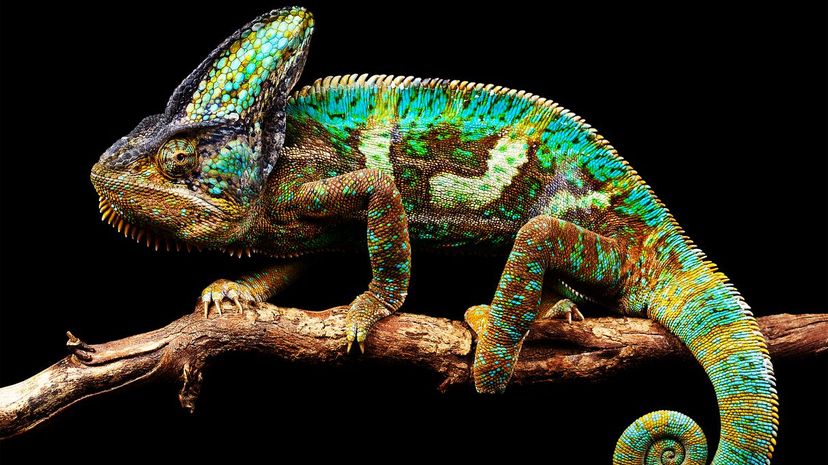 Veiled Chameleon