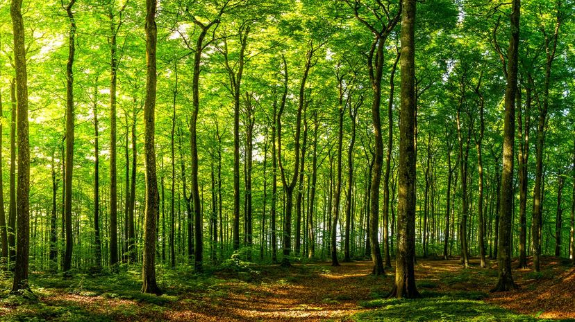 26 Amount of trees in US