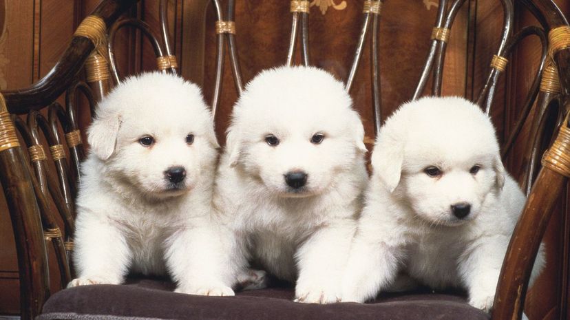 6 Great Pyrenees