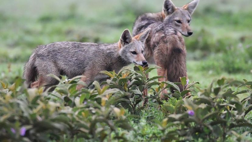 African Golden Wolf