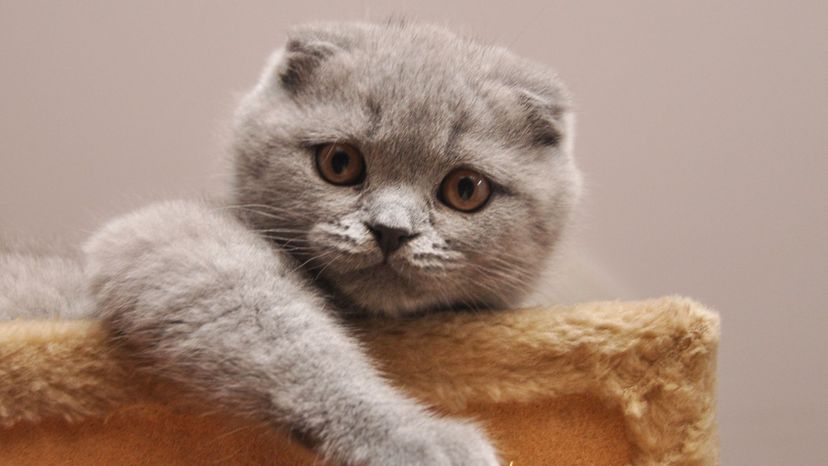 Scottish Fold