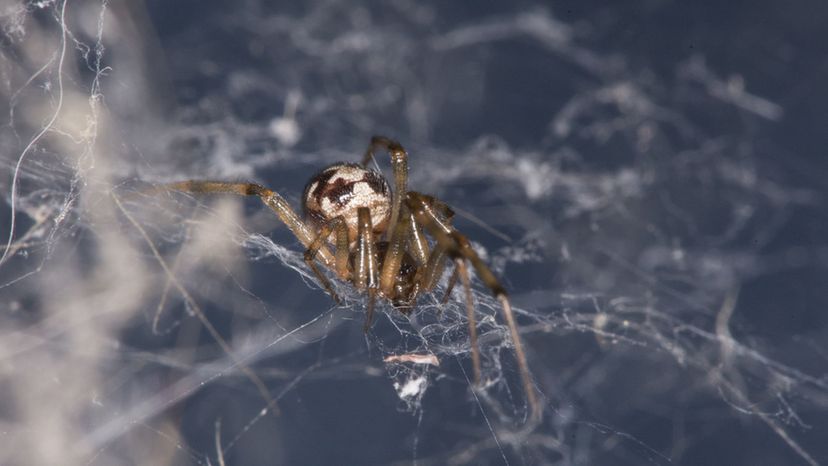 Triangulate Cob Web Spider