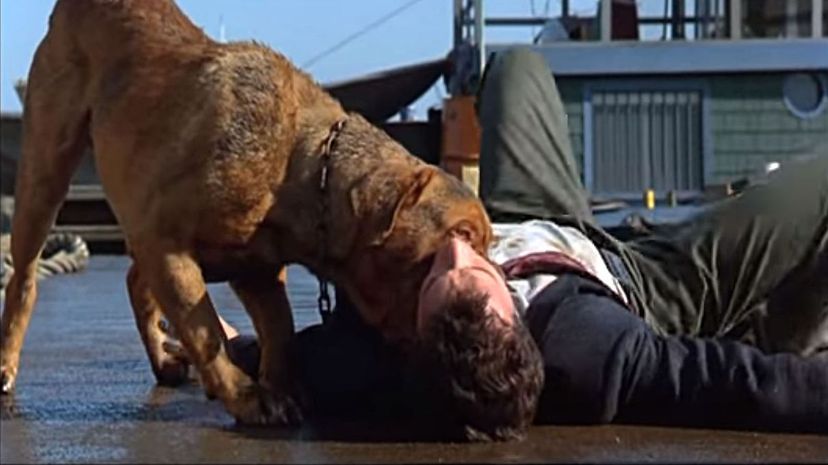 Turner &amp; Hooch 1989