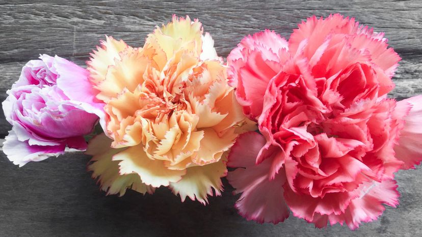 Carnations