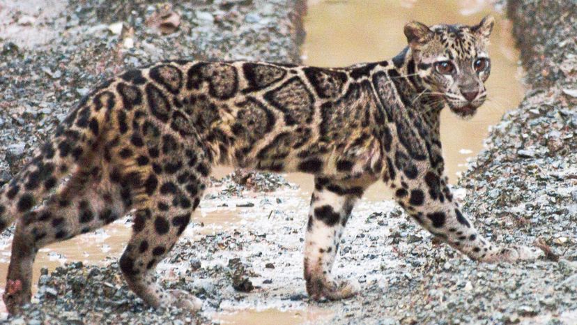 Sunda clouded leopard