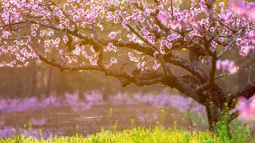 What Flowering Tree Best Reflects Your Soul?