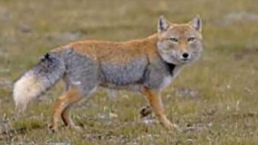 Tibetan Sand Fox