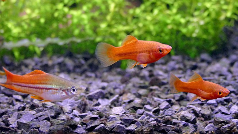 Swordtail