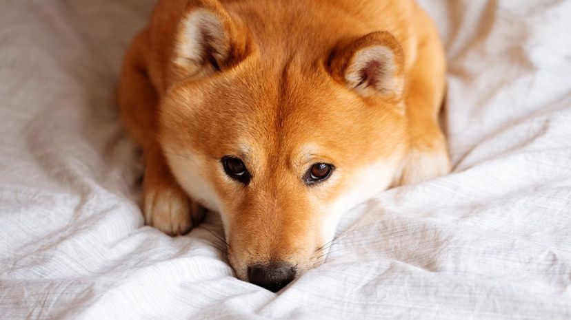 Shiba Inu