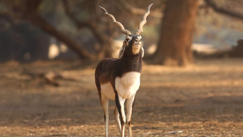 Markhor