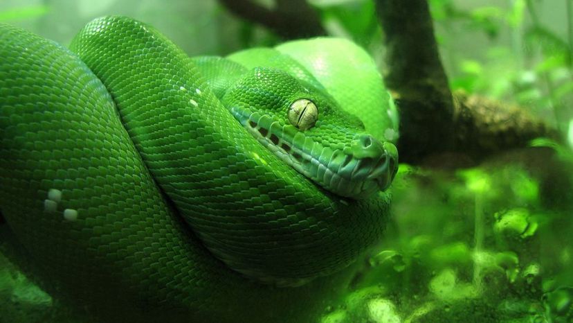 Das Quiz über die tödlichsten Schlangen