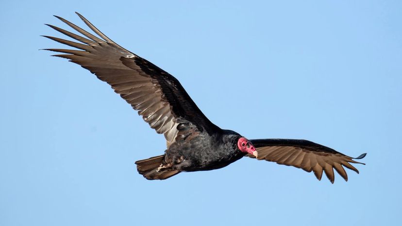 Turkey vulture