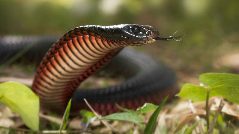 Red-bellied black snake