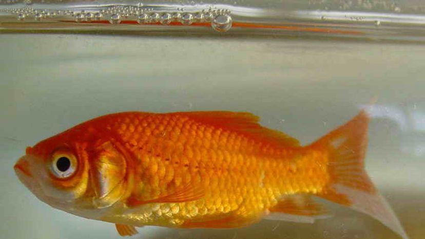 goldfish