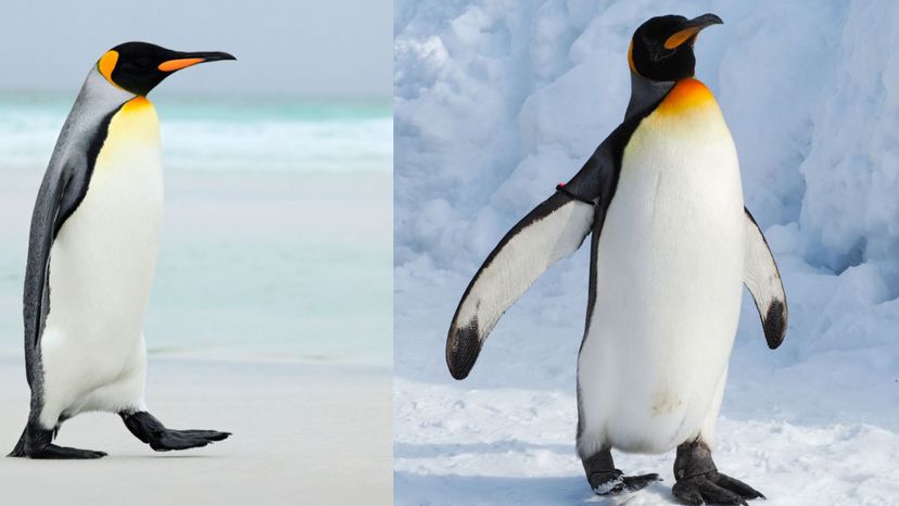 King penguin (Emperor penguin)