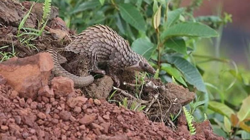 Pangolin (Asia and Africa)